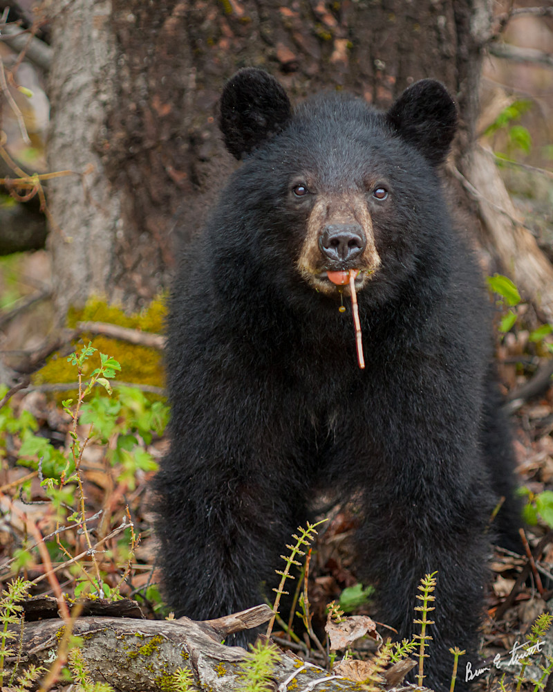 Black Bear Baby Art | Alaska Wild Bear Photography