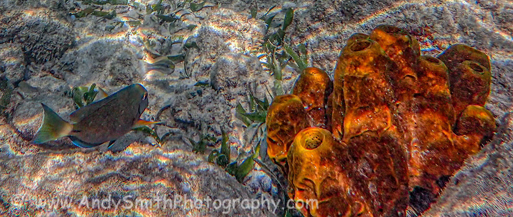 Ocean Surgeonfish Beside Yellow Tube Sponge
