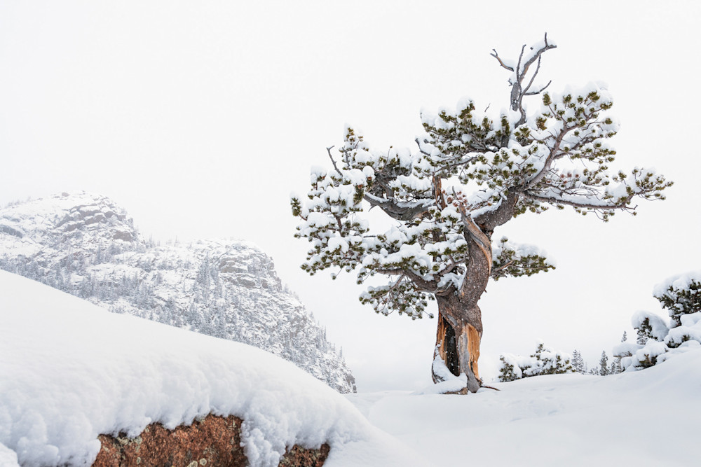 Art of an Elemental Pine by Colorado photographer James Frank