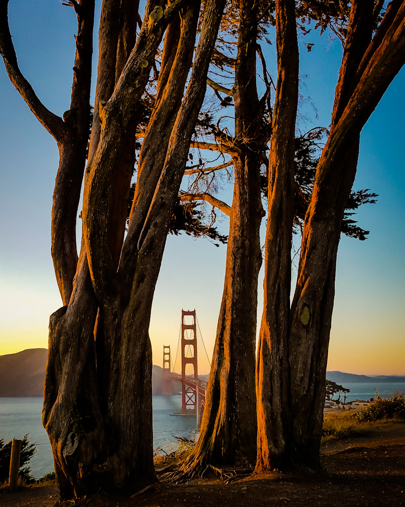 Golden Gate Bridge Through Trees #1 Photography Art | Stu Berman Photography