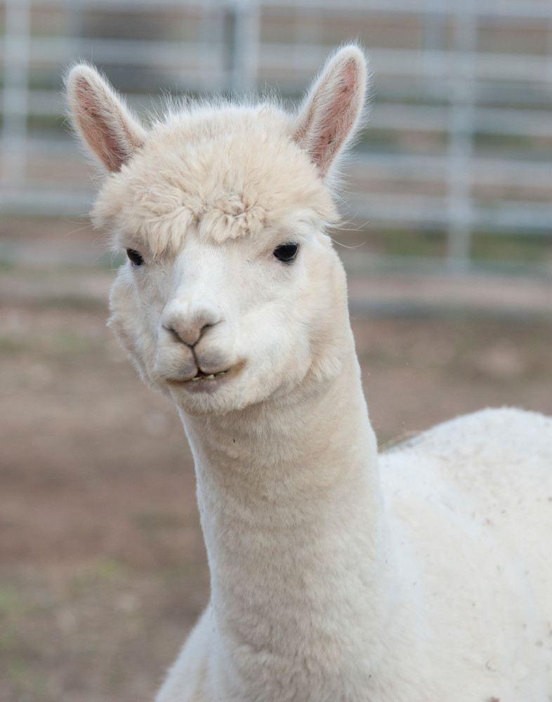 White Alpaca Face Photography Art | Nature is Fine Art