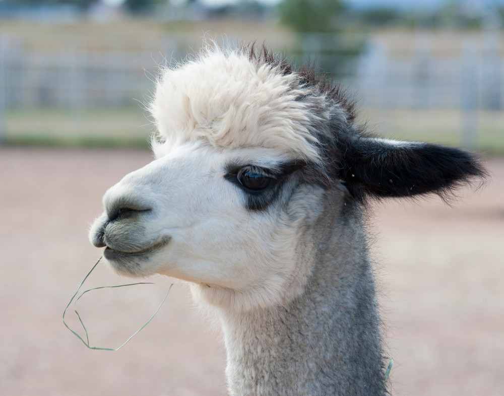 Alpaca Art Prints and Gifts