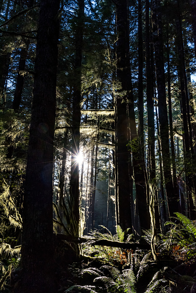 Forest Sunburst Photography Art | Gingerich PhotoArt