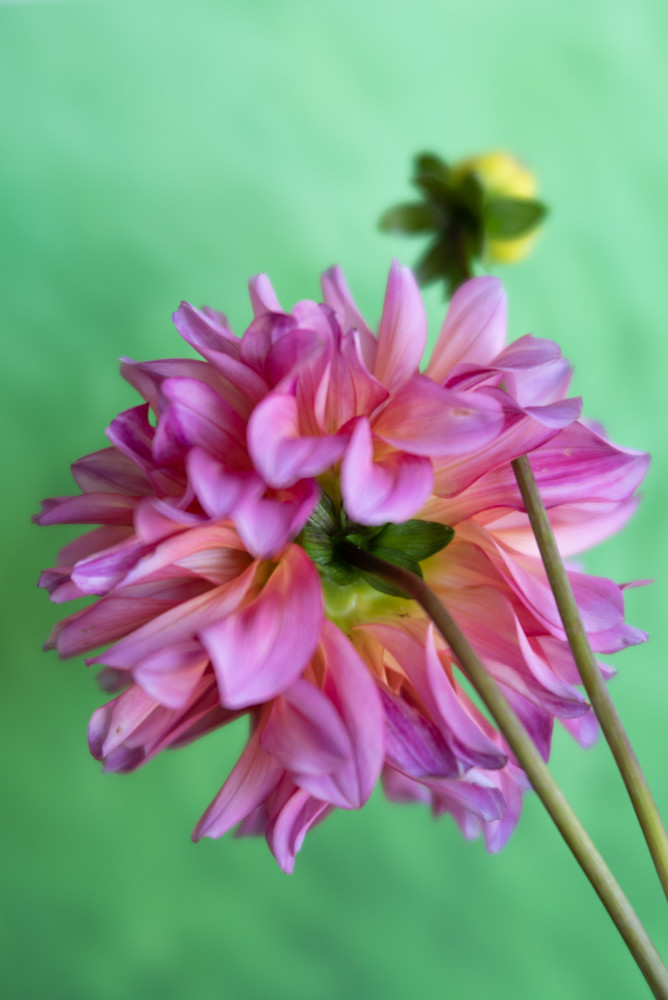 Dahlias Yellow Roses 9 29 21 2516 Photography Art | brubakerfineartphotography