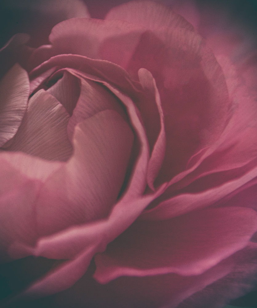 Faded Pink Renunculus  Photography Art | Kathleen Messmer Photography