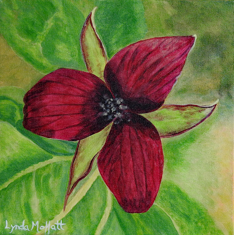 Algonquin Red Trillium Art | Lynda Moffatt Fine Arts