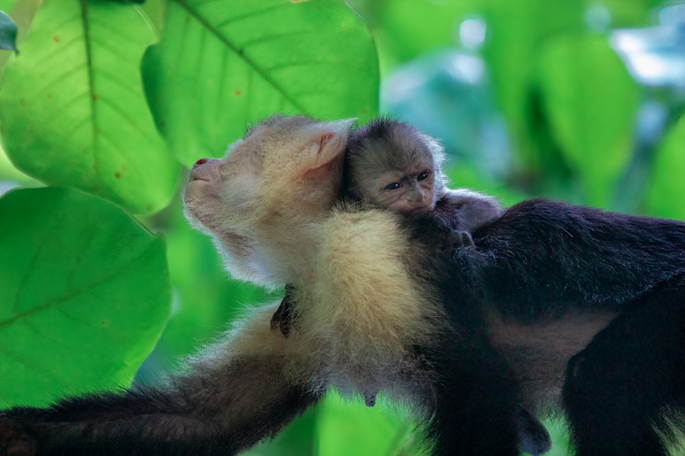 Costa Rica Capuchin Monkey Photography Art | Scott Markowitz Photography