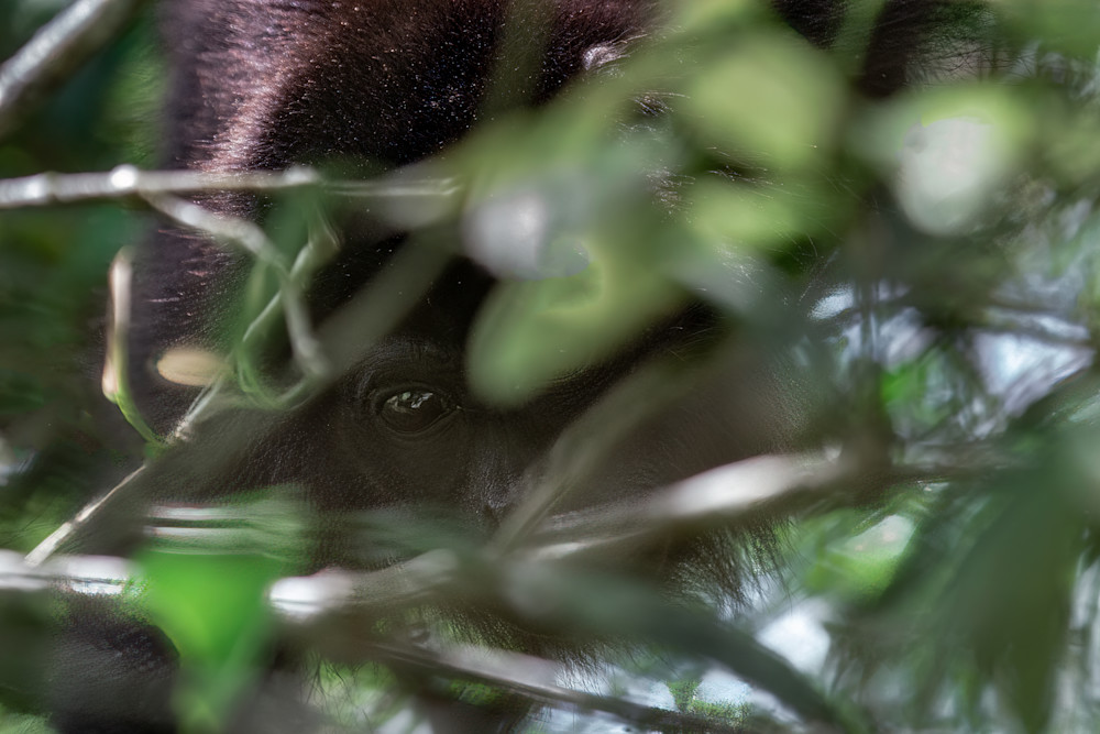 Scott Markowitz photography - best sellers - Costa Rica Howling Monkey lookout