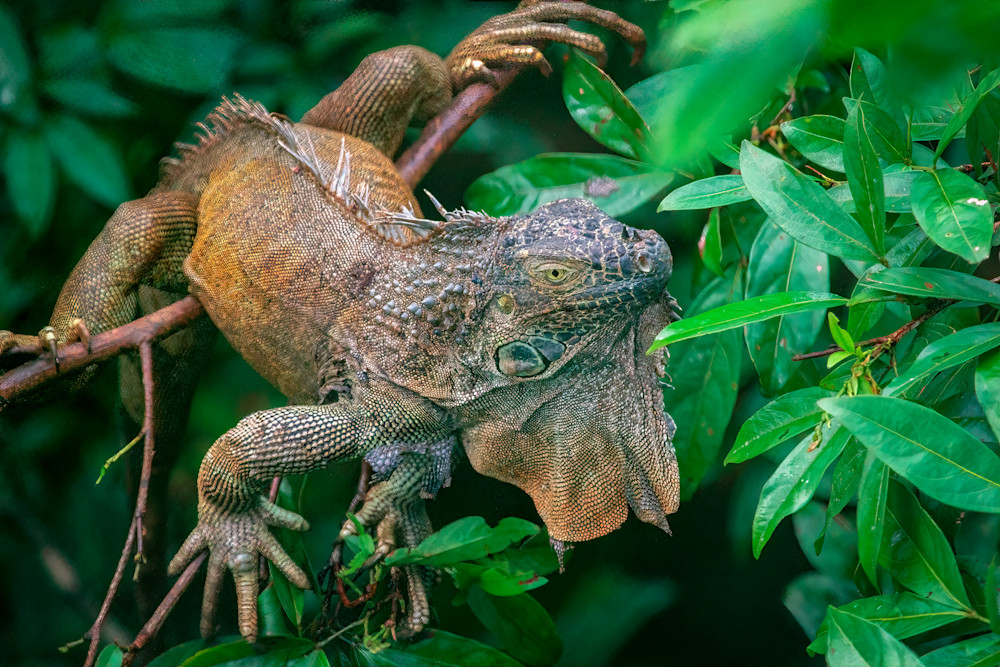 Costa Rica Iguana Portrait Photography Art | Scott Markowitz Photography