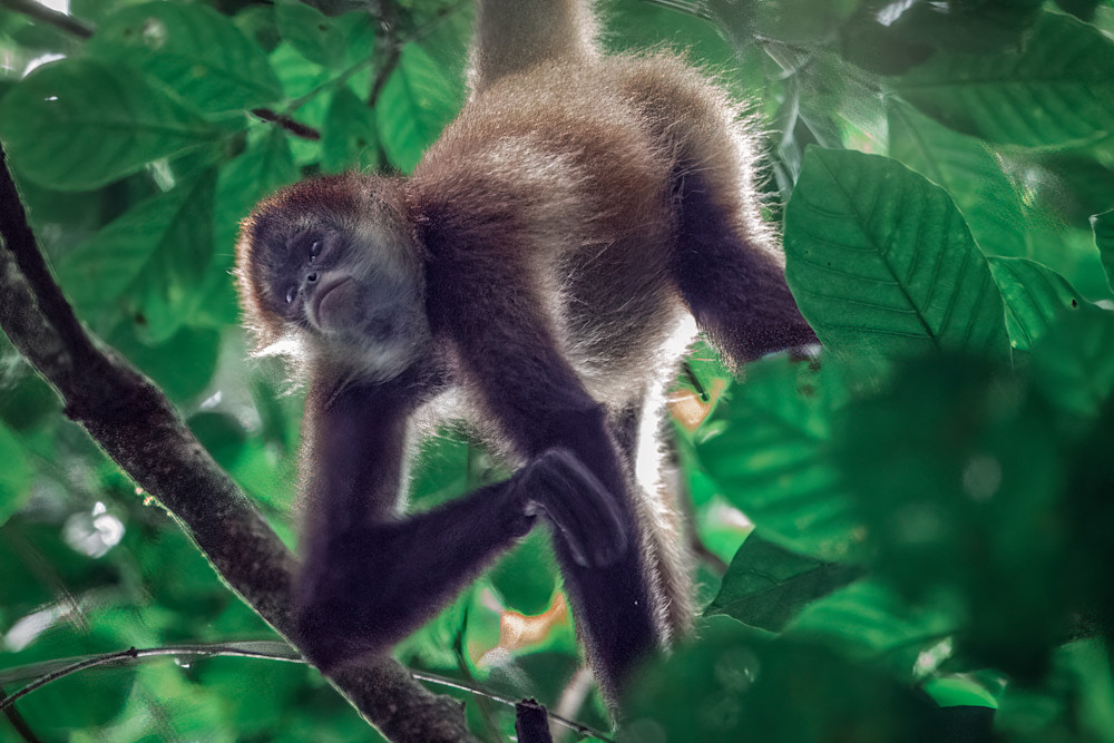Costa Rica Spider Monkey Photography Art | Scott Markowitz Photography