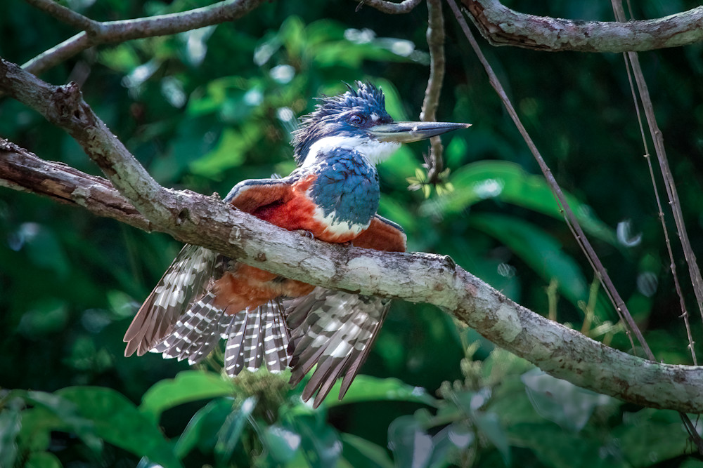 Scott Markowitz photography - best sellers - Costa Rica Ringed King Fisher Perched