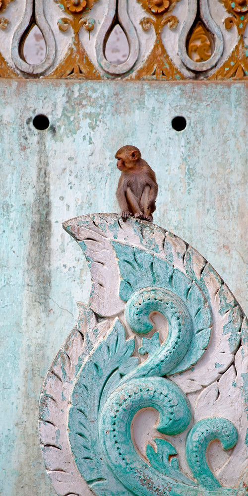 Mt. Popa Monkey Photography Art | Felice Willat Photography
