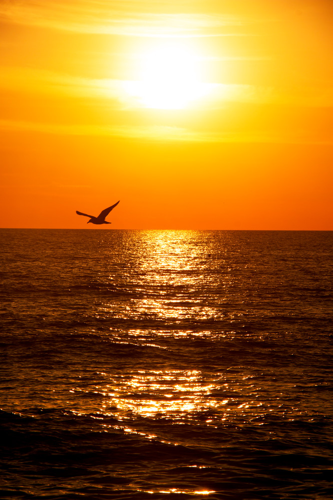 Outer Banks Sunset Bird Photography Art | Mike Faddoul Photography LLC