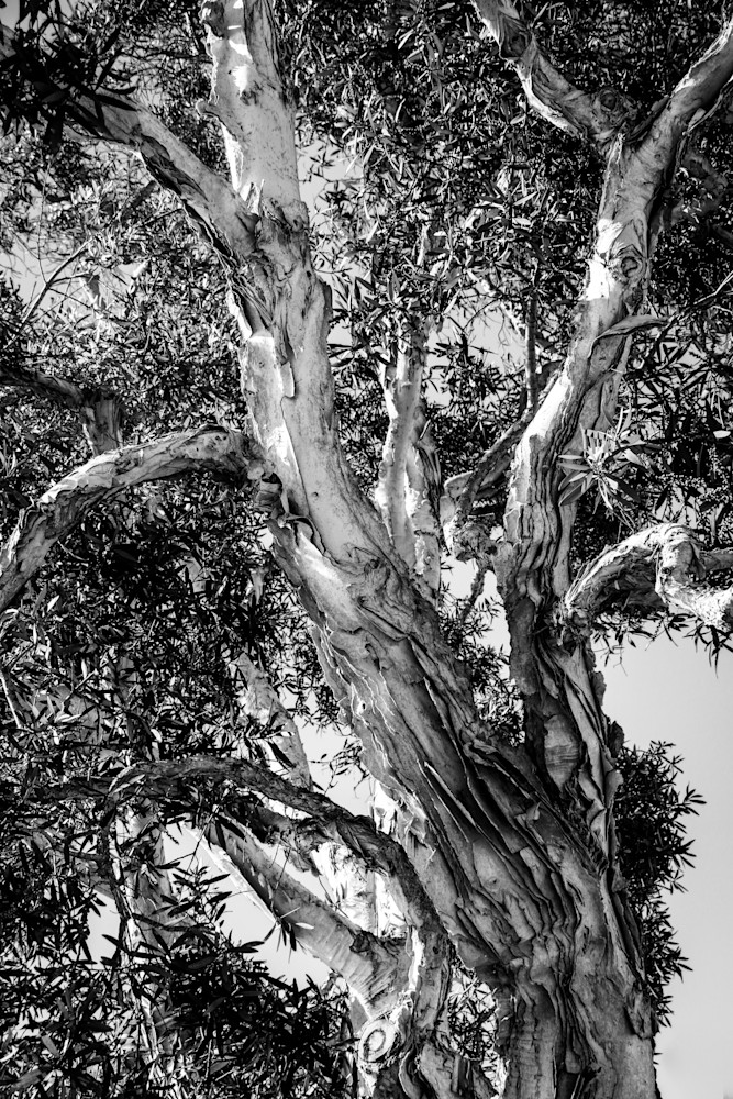 Bw Tree Photography Art | Mike Faddoul Photography LLC