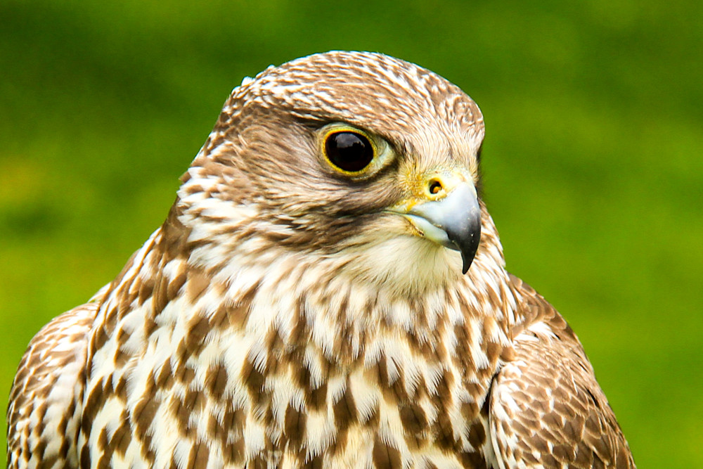 Daniel Rea Photography - Places - Europe - Germany - Animals Birds - DE3040
