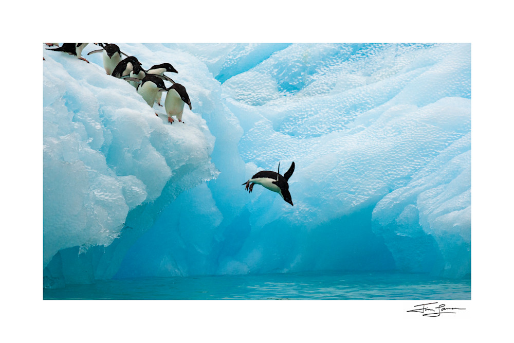 Adelie penguin taking the plunge off an iceberg.