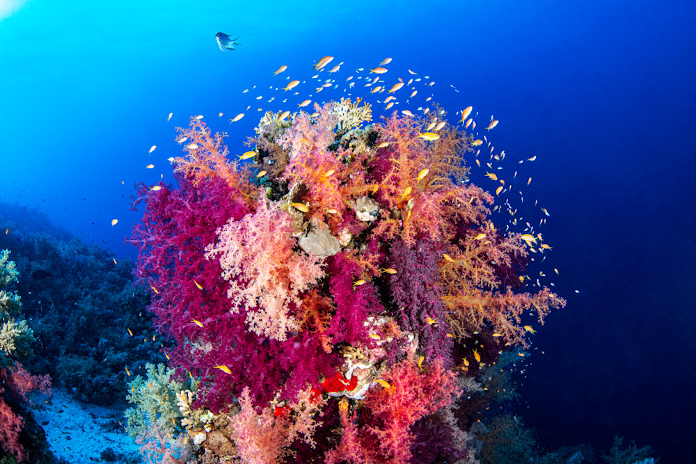 Soft Corals in Pink is a fine art photograph available for sale