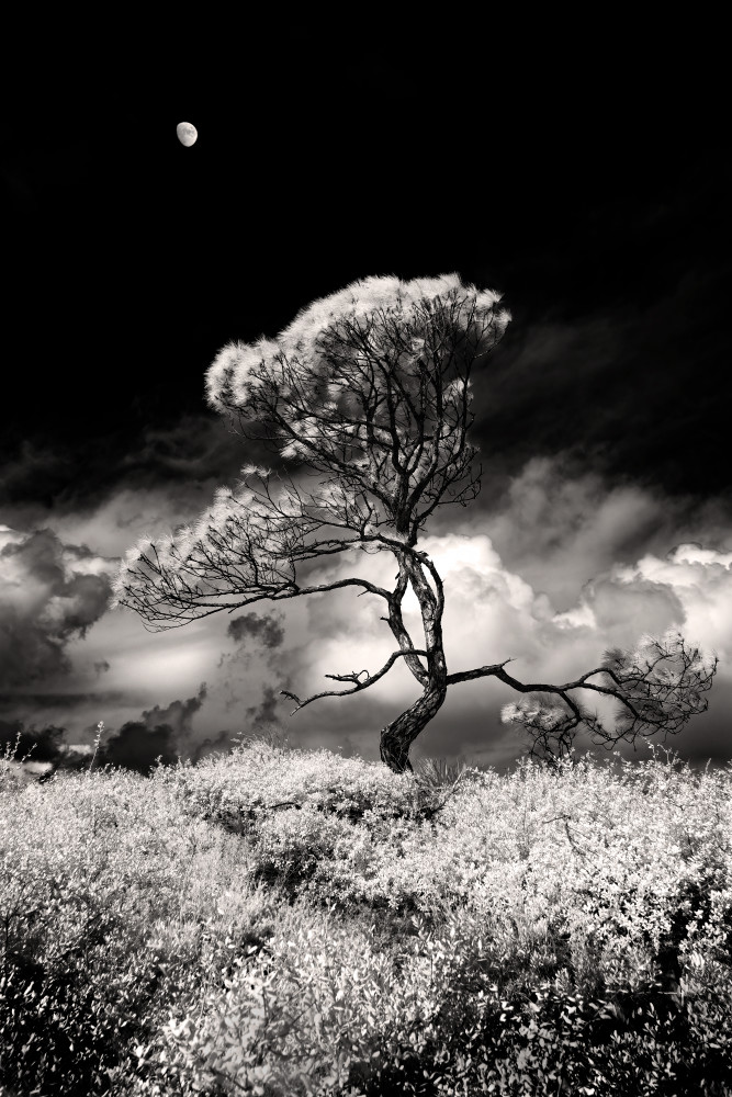 A Lone Pine Tree Silhouette Infrared
