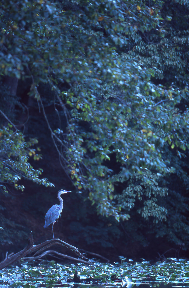 A Great Blue Heron i n the Great Dismal Swamp,
Photograph by Dennis Brack BB79