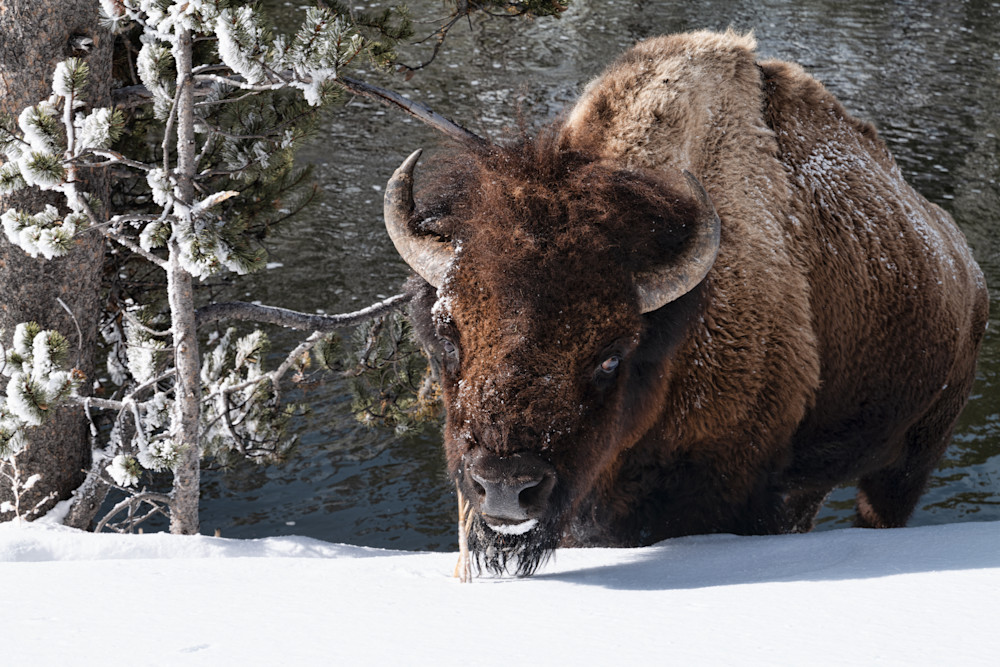 Annoyed bison