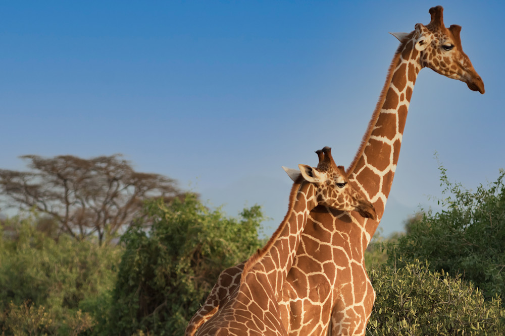 Giraffe Mom And Baby   Kenya Photography Art | Elizabeth Fortney Photography