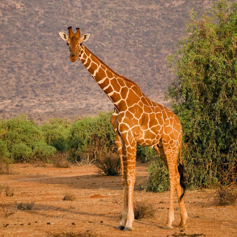 Giraffe   Kenya Photography Art | Elizabeth Fortney Photography
