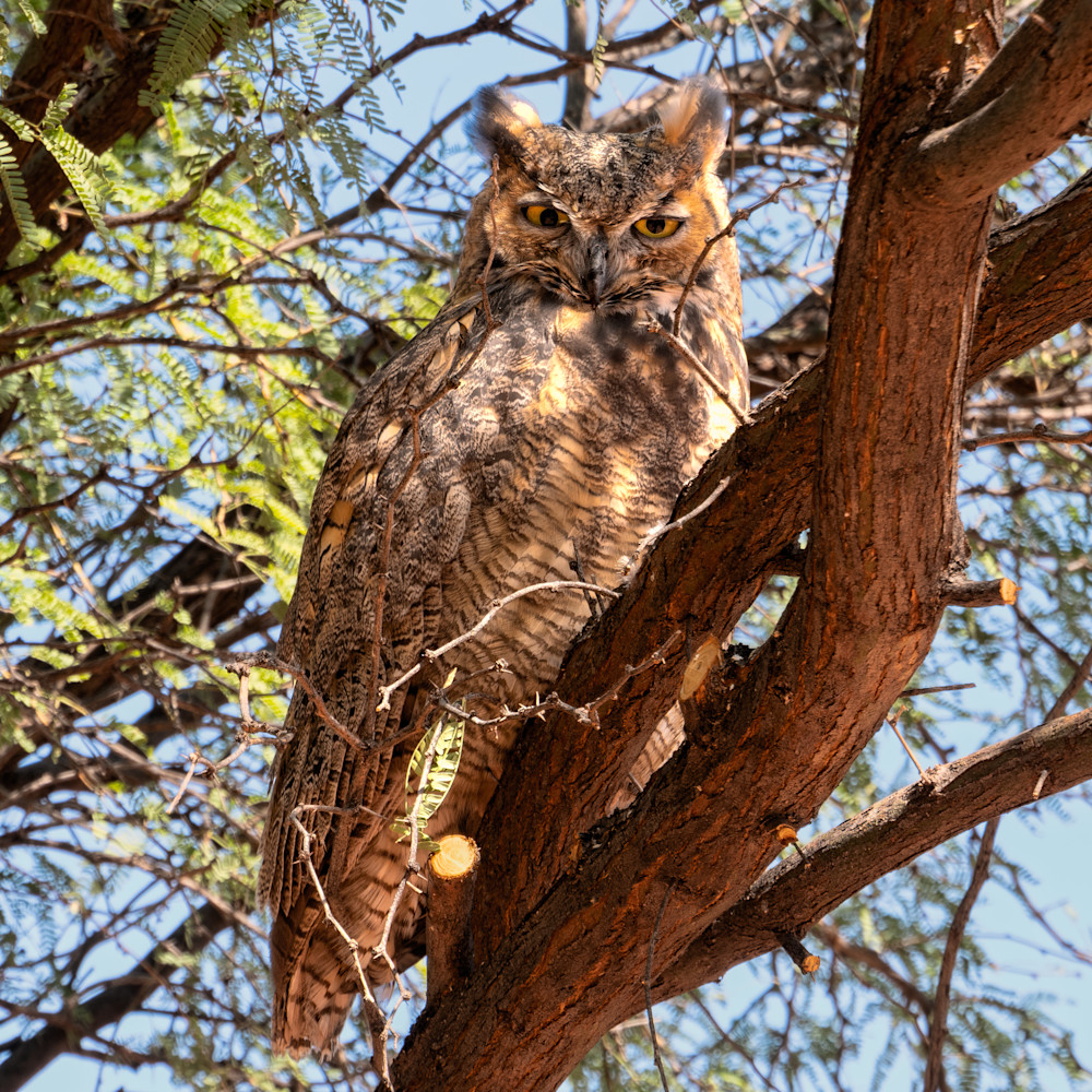 Great horned owl - Kayenta