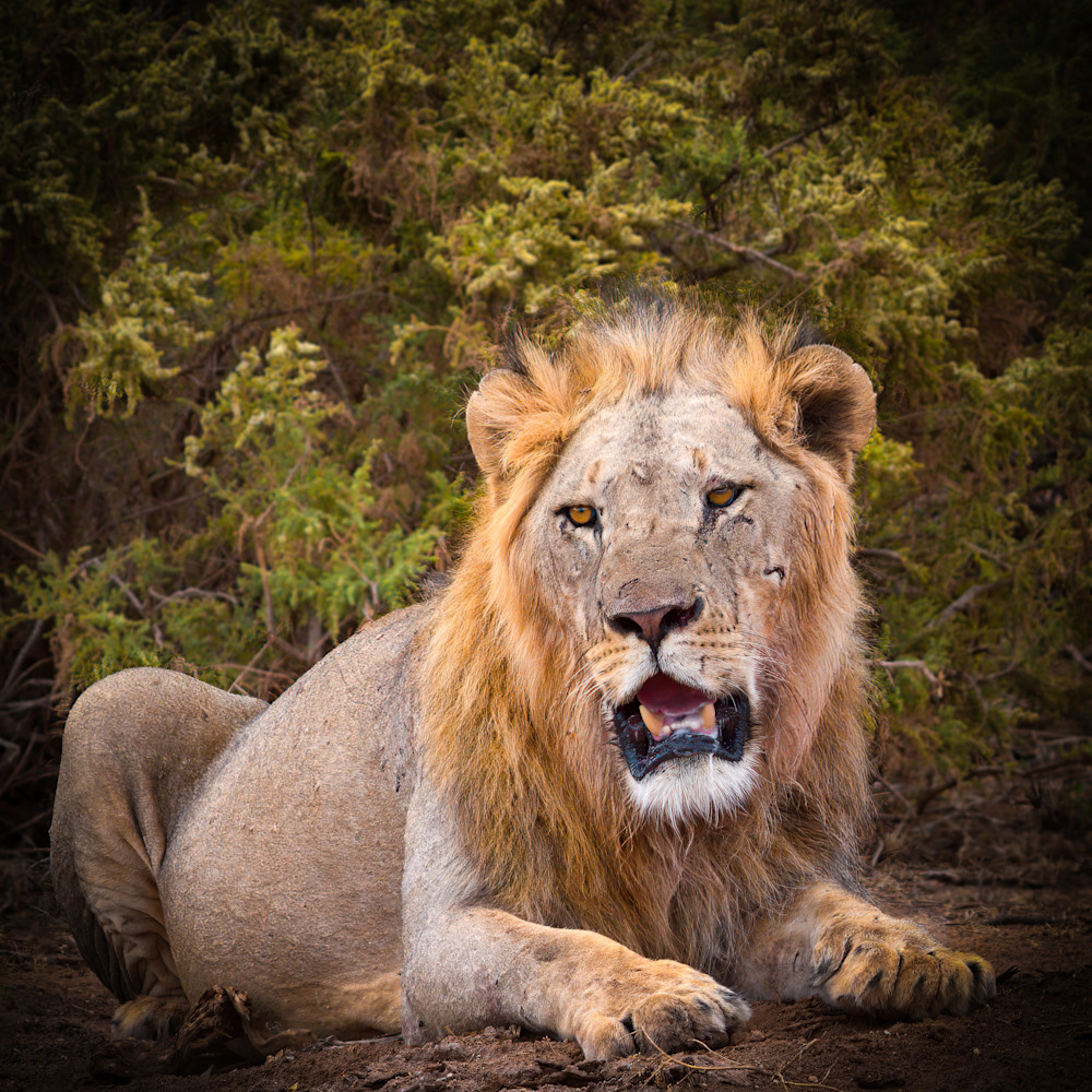 King Of The Jungle Photography Art | Elizabeth Fortney Photography