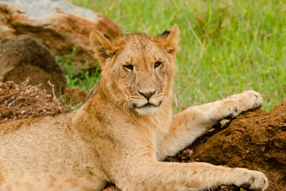 Lioness   Kenya Photography Art | Elizabeth Fortney Photography