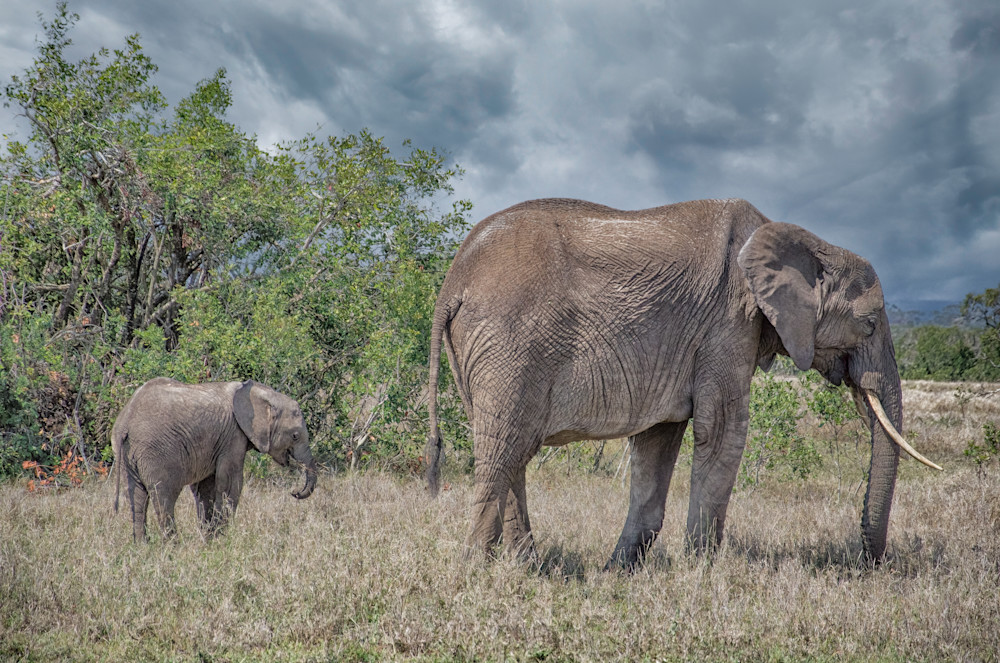 Mom And Baby Elephants   Kenya Photography Art | Elizabeth Fortney Photography