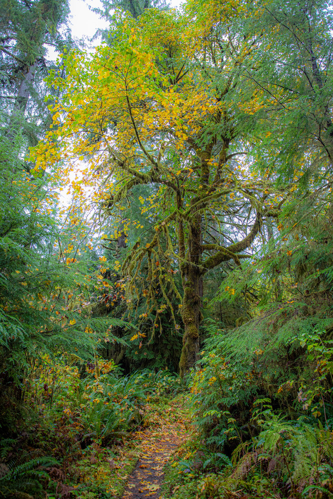 Daniel Rea Photography - Places - North America - United States - Washington - National Park - Foliage - WA7514