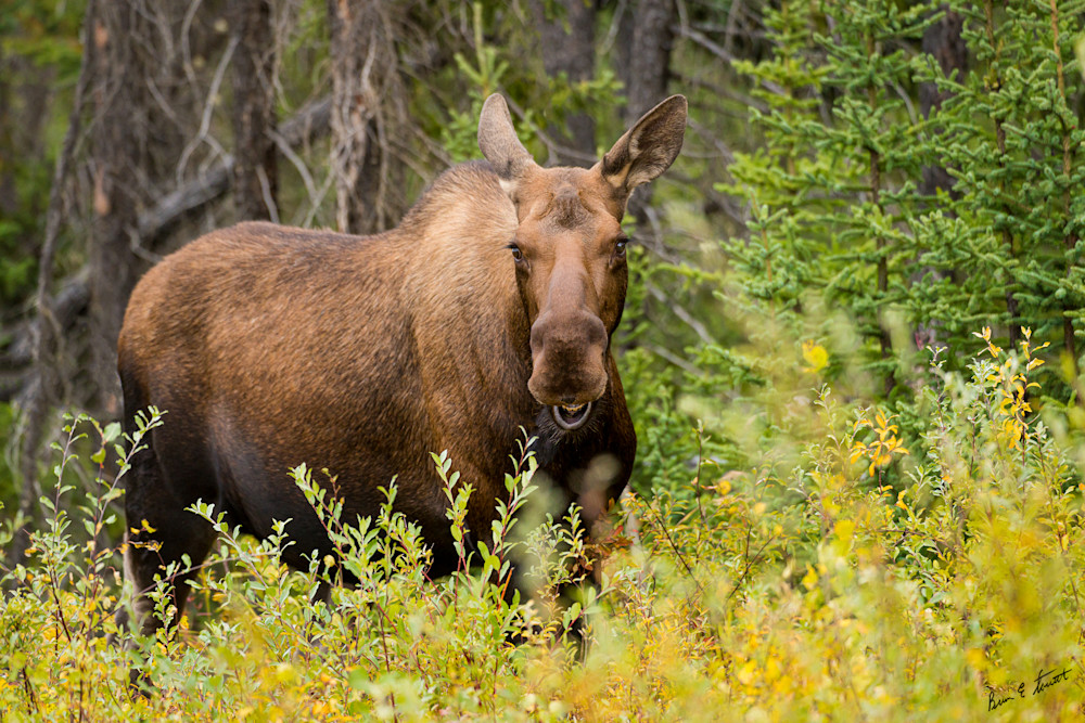 Smiling Yukon Moose Art | Alaska Wild Bear Photography