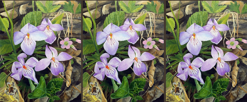 Bird S Foot Violets Art | Judy's Art Co.
