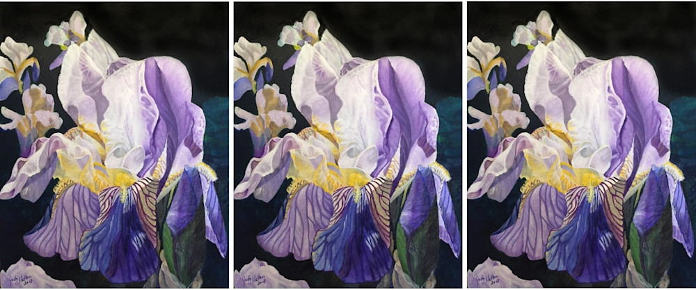 German Iris Art | Judy's Art Co.