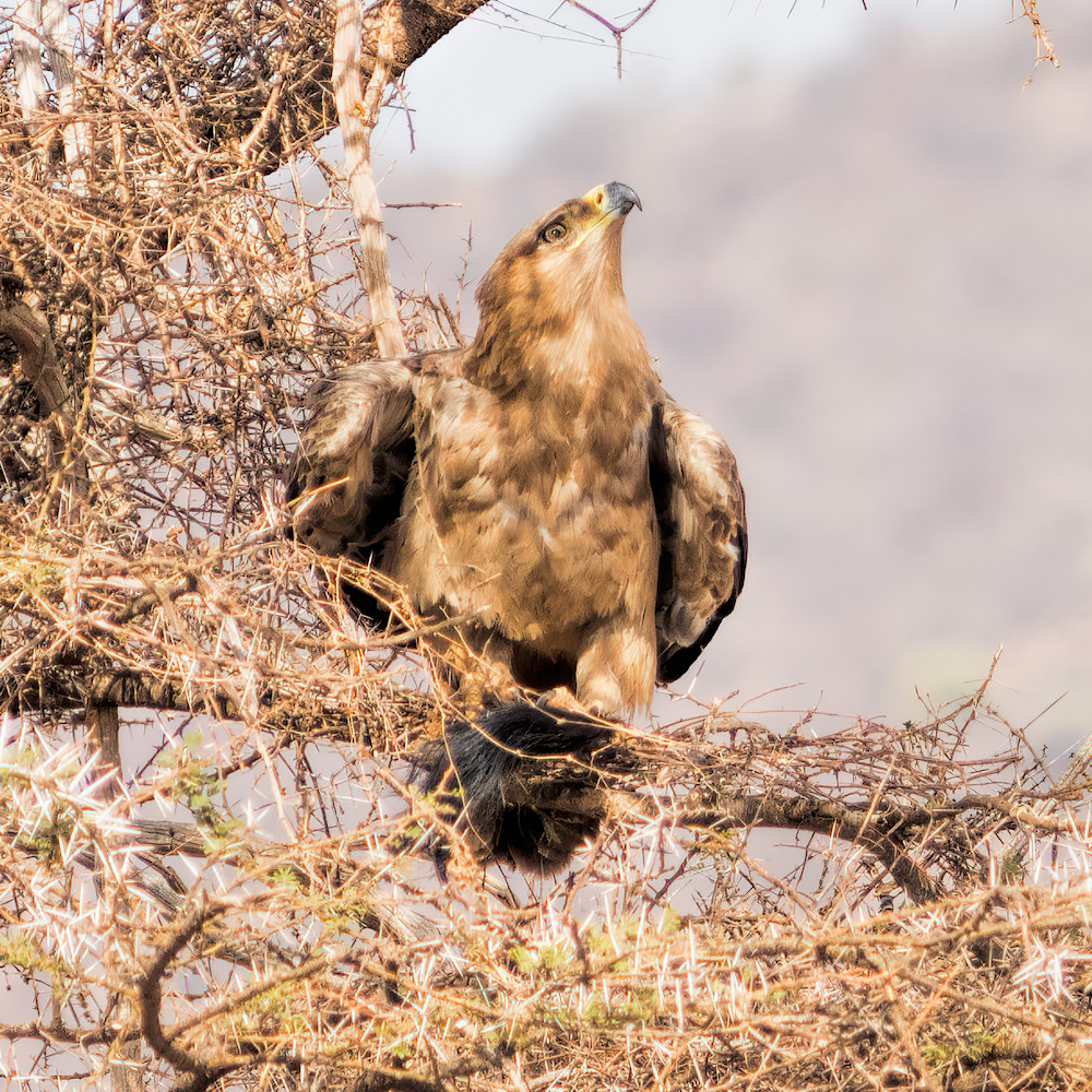 Eagle With Prey   Kenya Photography Art | Elizabeth Fortney Photography