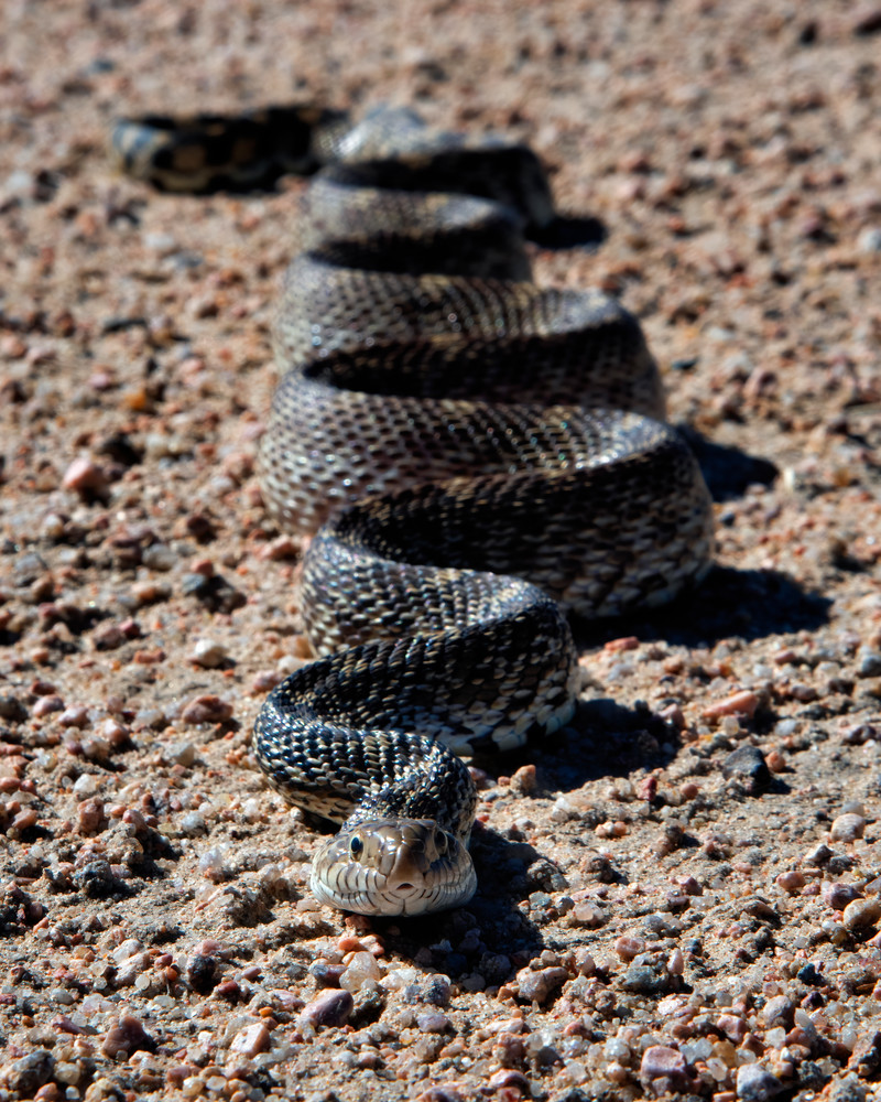 Reptilian Patterns - Snake fine-art photography prints