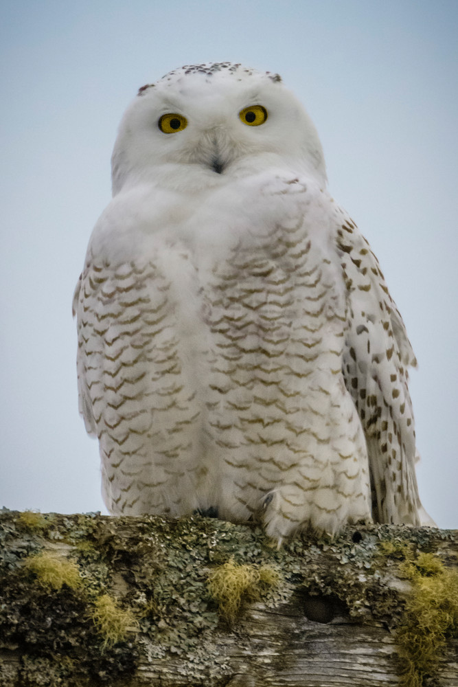 Snowy Owl Photography Art | Monteux Gallery