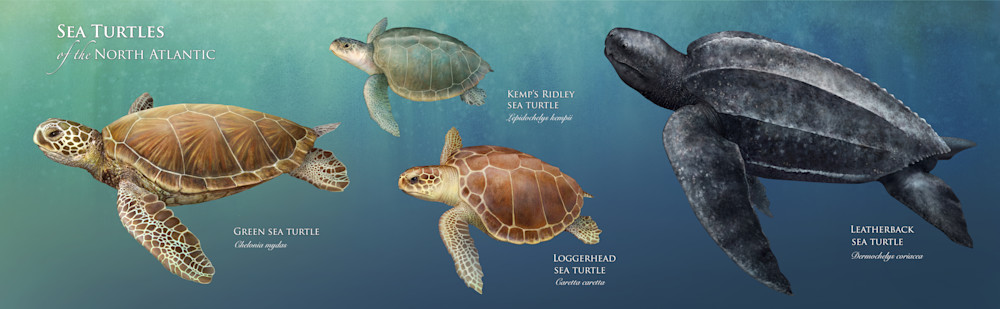 Sea Turtles of The North Atlantic