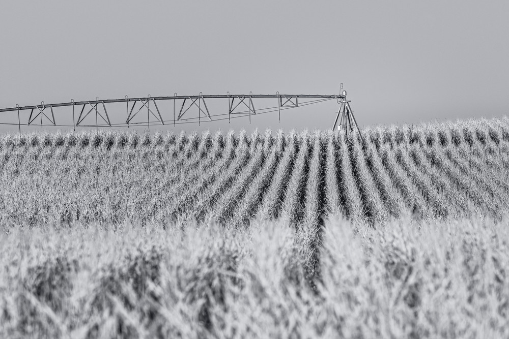 Corn Maze - Colorado farming fine-art photography prints