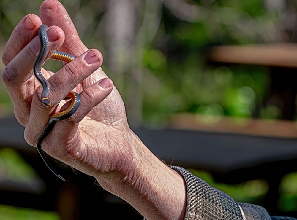 Snake In Hand Photography Art | Photoeye Inc