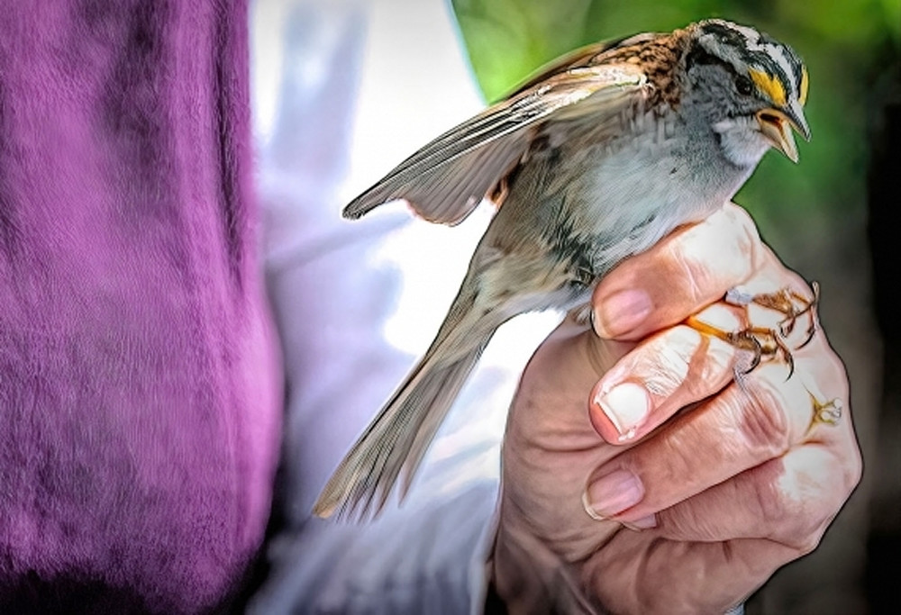 Bird Banding Photography Art | Photoeye Inc