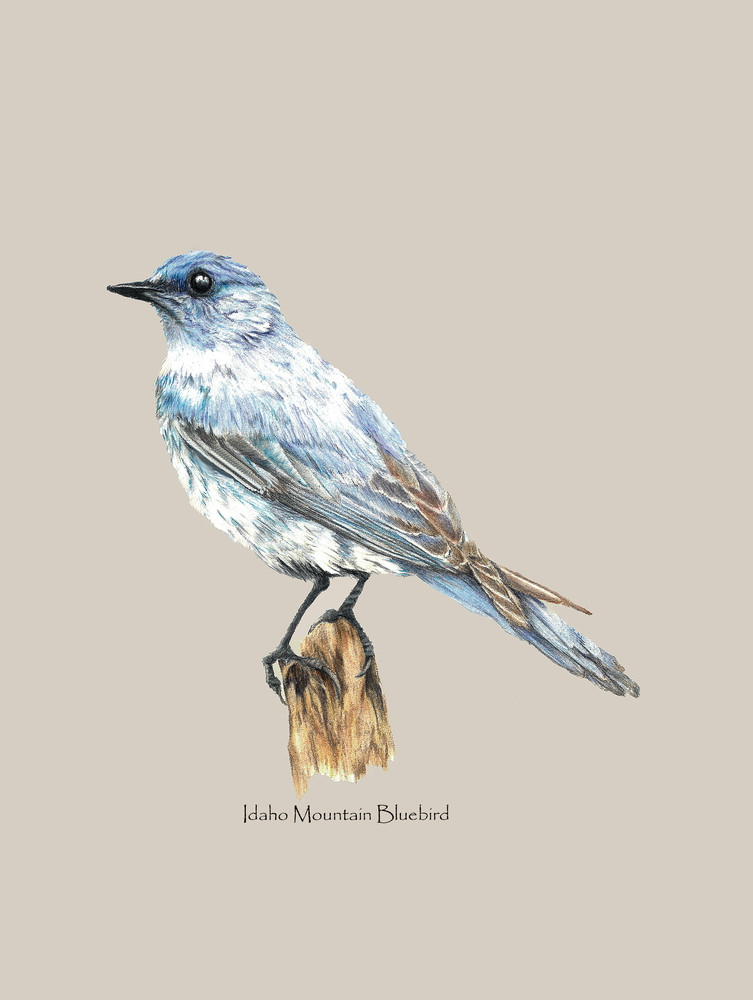 Idaho Mountain Blue Bird