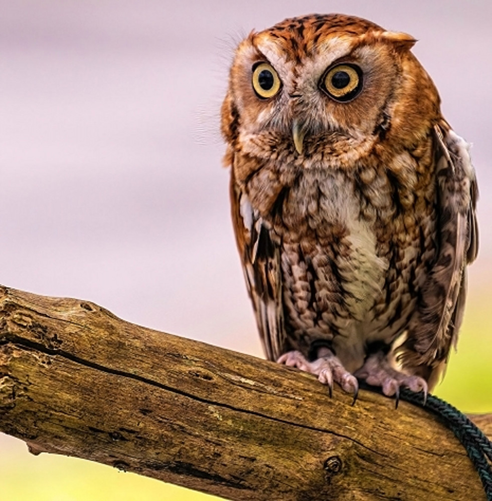 Small Owl Photography Art | Photoeye Inc
