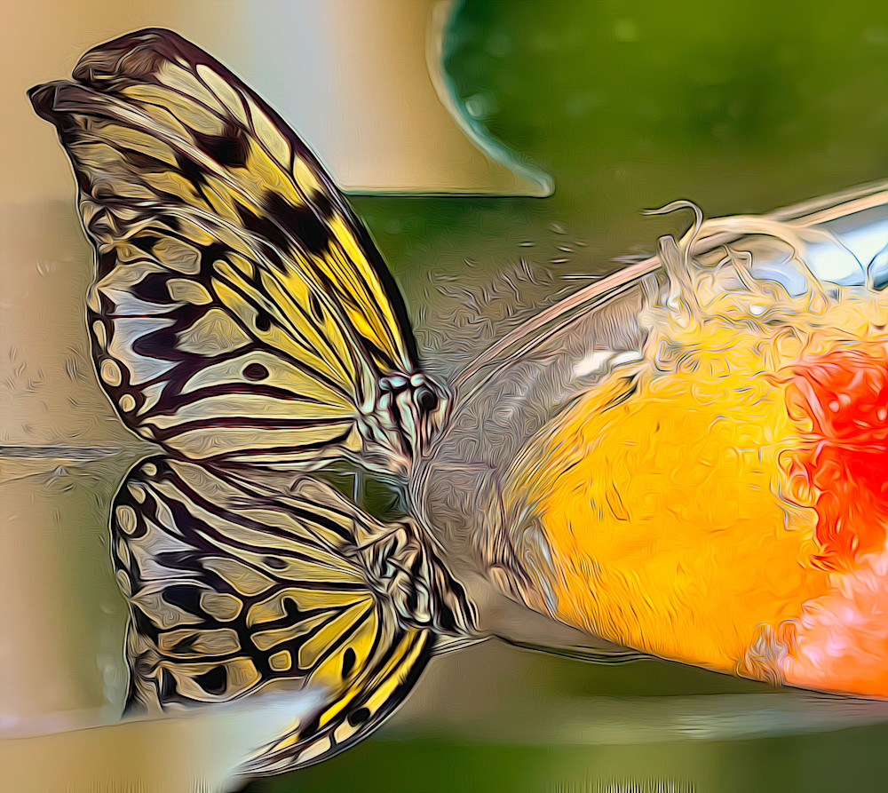 Butterfly Reflection Photography Art | Photoeye Inc