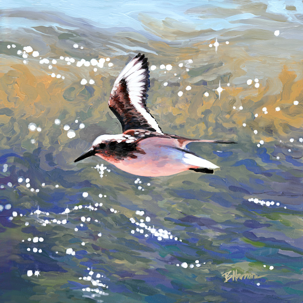 Sanderling in Flight Over Waves