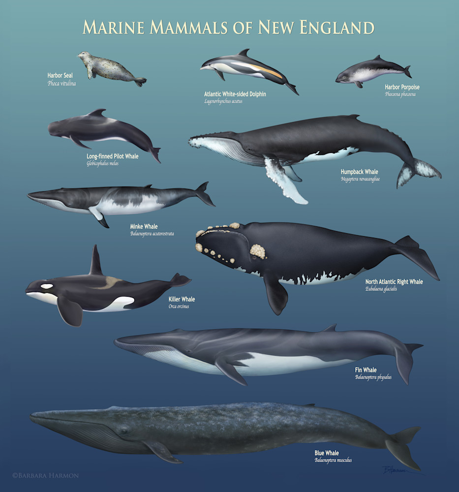 Marine Mammals Of New England Art | B.Harmon Art, Illustration & Prints
