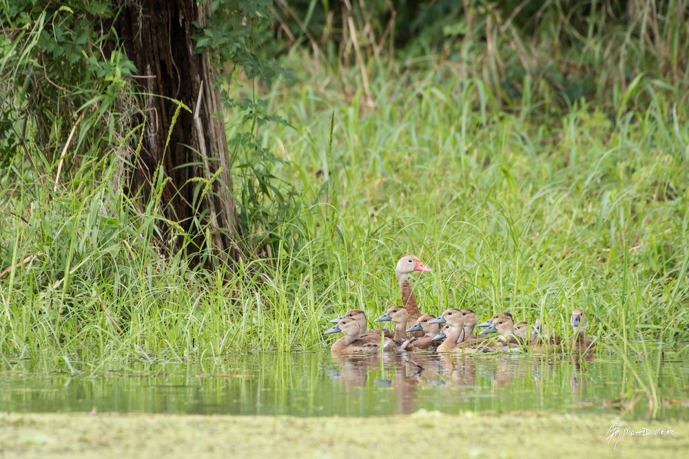 Raft of Black-bellied Whistling Ducks, Damon, Texas
