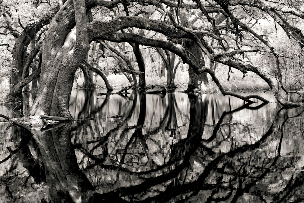 Ancient live oak reflection infrared photograph