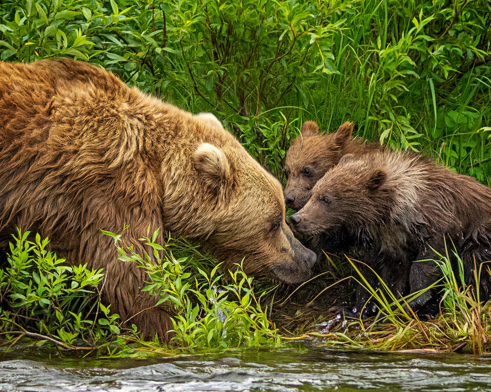 Nose to Nose | Wildlife Collection | CBParkerPhoto Art