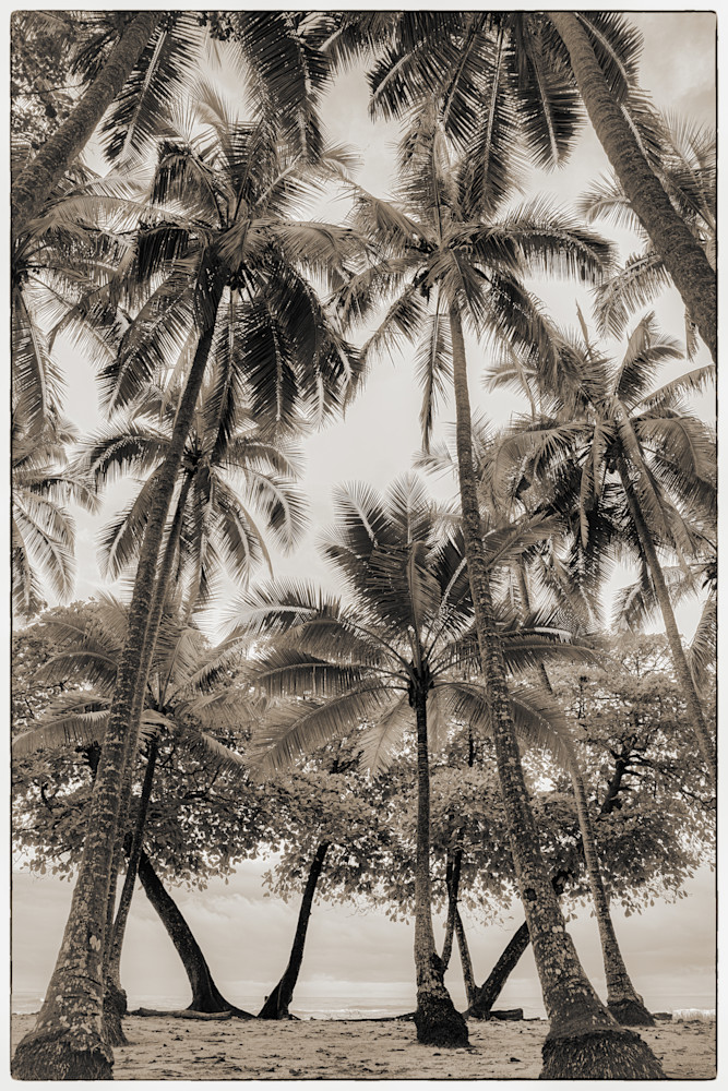 Costa Rica Morning B And W Photography Art | Wendy Humble Photography